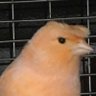 wagagaga's profile picture
