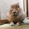 よっちゃん profil fotoğrafı