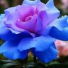 Фото профиля Siidiga