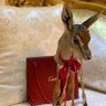 هّندام'✨ profil fotoğrafı