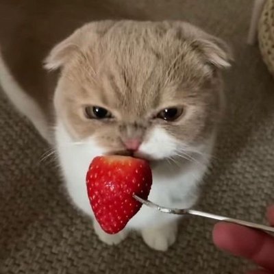 packthecool's profile picture