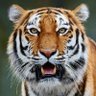 Hansa Jethava's profile picture
