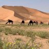Фото профиля عبدالرحمن السبيعي
