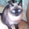 髭オヤジのミミスケだよ profil fotoğrafı
