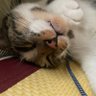 韭菜水餃 profil fotoğrafı
