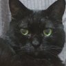 Profilbild von 🐾 うさこ(う) 🐾