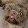 Ewok 的头像