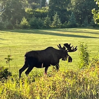 Moose's profile picture