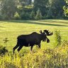 Moose's profile picture