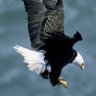Falcon's profile picture