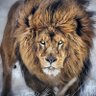 Tribe of Judah 的头像