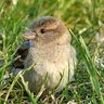 Profilbild von Moineau