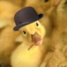 Profilbild von pato gago