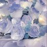 Фото профиля Blue Rose@