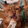 はむちゃんさん(?) profil fotoğrafı