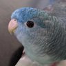 るりあのね🌹 profil fotoğrafı