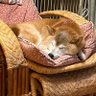 りゅーたん(愛犬カナは虹を渡りました)'s profile picture
