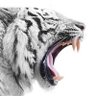 Profilbild von Jake 🐅