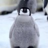 Guin Guin's profile picture