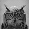 لگو دوست's profile picture