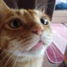 ねこちゃん's profile picture