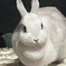 Bunbun 的头像