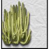 Jaleosa_ 🌵🇮🇨 profil fotoğrafı