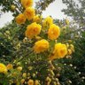 Фото профиля ဘန်ကောက်ကဘဲကြီး