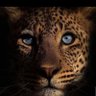 Profilbild von Adam Ali