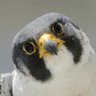 Фото профиля Peregrine
