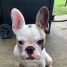 Paulie Walnuts profil fotoğrafı