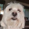 DogMan profil fotoğrafı