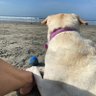 Stella dog profil fotoğrafı