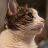 Фото профиля pfabkitty