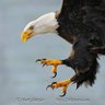 EAGLE TALQNS's profile picture