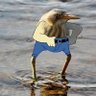 Honkler 的头像