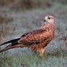 palatinus profil fotoğrafı