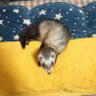 千ーちゃんずハウス🐾Chee-chan's house's profile picture
