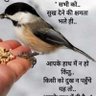 मारवाड़ी मामा 的头像