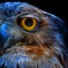 Profilbild von Eleviews777