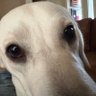 roy's profile picture