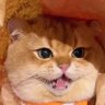 Profilbild von 。
