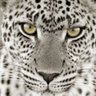 الـفــهــد الأبــيض ٪💯's profile picture