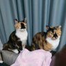 タクヤもちょベル 的头像