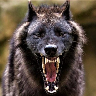 AmericanWolf24's profile picture