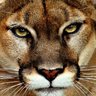 Si vis pacem fac bellum's profile picture