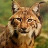 Mladen Victor Wickerhauser's profile picture