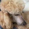StephL profil fotoğrafı