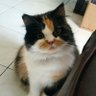 Deffuq profil fotoğrafı