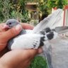 Hekimerdin profil fotoğrafı